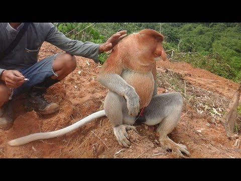 Kera Langka Dari Kalimantan Save Bekantan Monyet Belanda Youtube