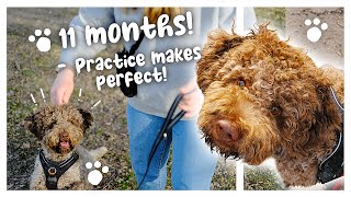 DogVlog: Teaching Lagotto puppy new things (March 2023)