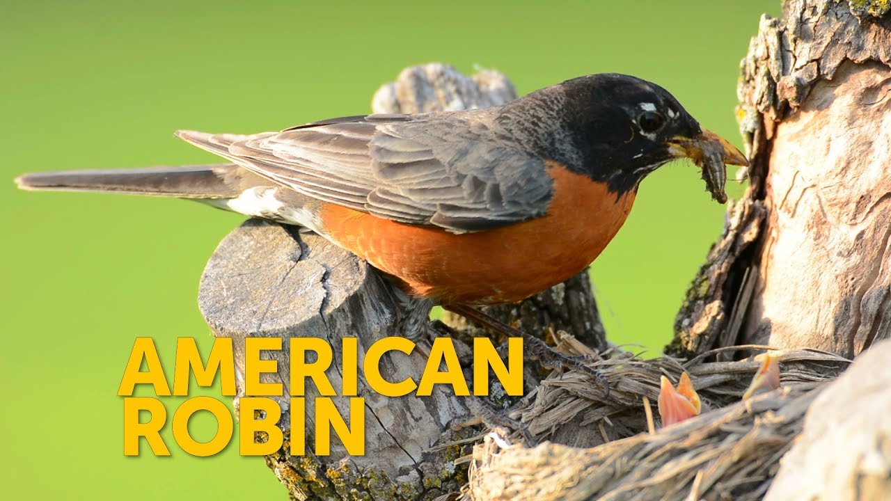 American Robin  National Wildlife Federation