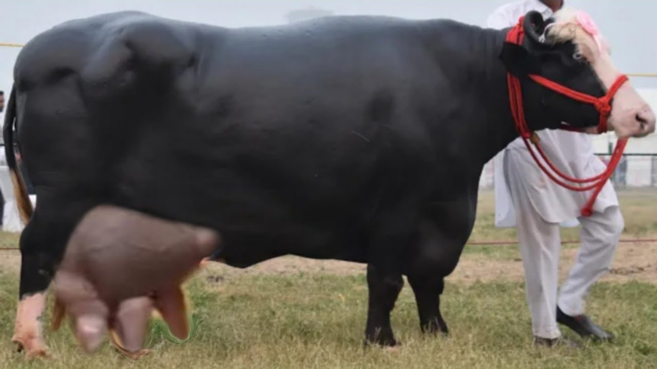 World's Highest Milking Sindhi Kundhi Buffalo & Nili Ravi Buffalo ...