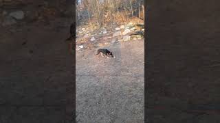 Feral Dog Rehabilitation Day 7, first trip outside