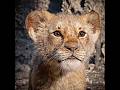 рџ Simba Wanted To Prove Himself But Got Into Danger рџ Ћ Edit Lion Shorts рџ Simba Wanted To Prove Himself But Got Into Danger рџ Ћ Edit Lion Shorts