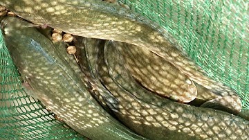 Nuôi trồng - Nuôi cá lóc trong vèo - trang tin cuoc song