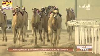 ش1 الجزيرة لـ هجن الشحانية - السيف الذهبي حيل مفتوح 11-3-2016 التوقيت 11 50 4