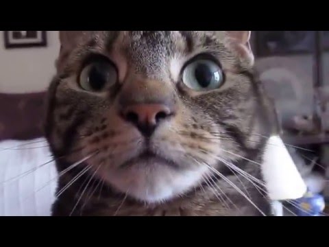 Cat purring loud Cat purring loud
