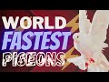 World fastest pigeons 2023x2024  by birds skg