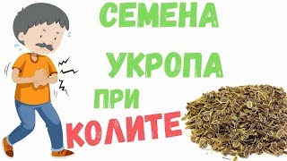 Укроп душистый лечебное свойства при колите и других болезнях