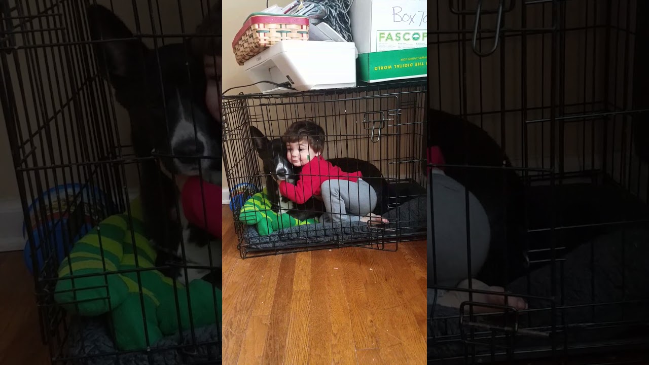 Baby puts himself in the puppy cage.