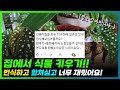 집에서 식물 키우기? 합식하고 번식한 식물 알려드릴게요 | 분갈이는 미루기 | 물꽂이 | 잔챙이| 식물 기르기 효과와 장점은 즐거워요!| 추천 식물 이름은 스킨답서스 좋은점 많아요