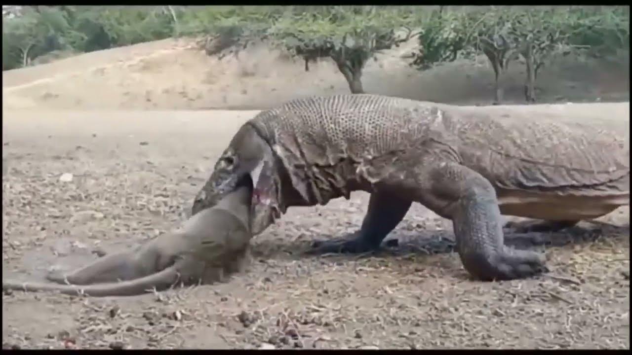 कोमोडो ड्रैगन अटक । Komodo dragon ki dangerous movement #komodo komodo