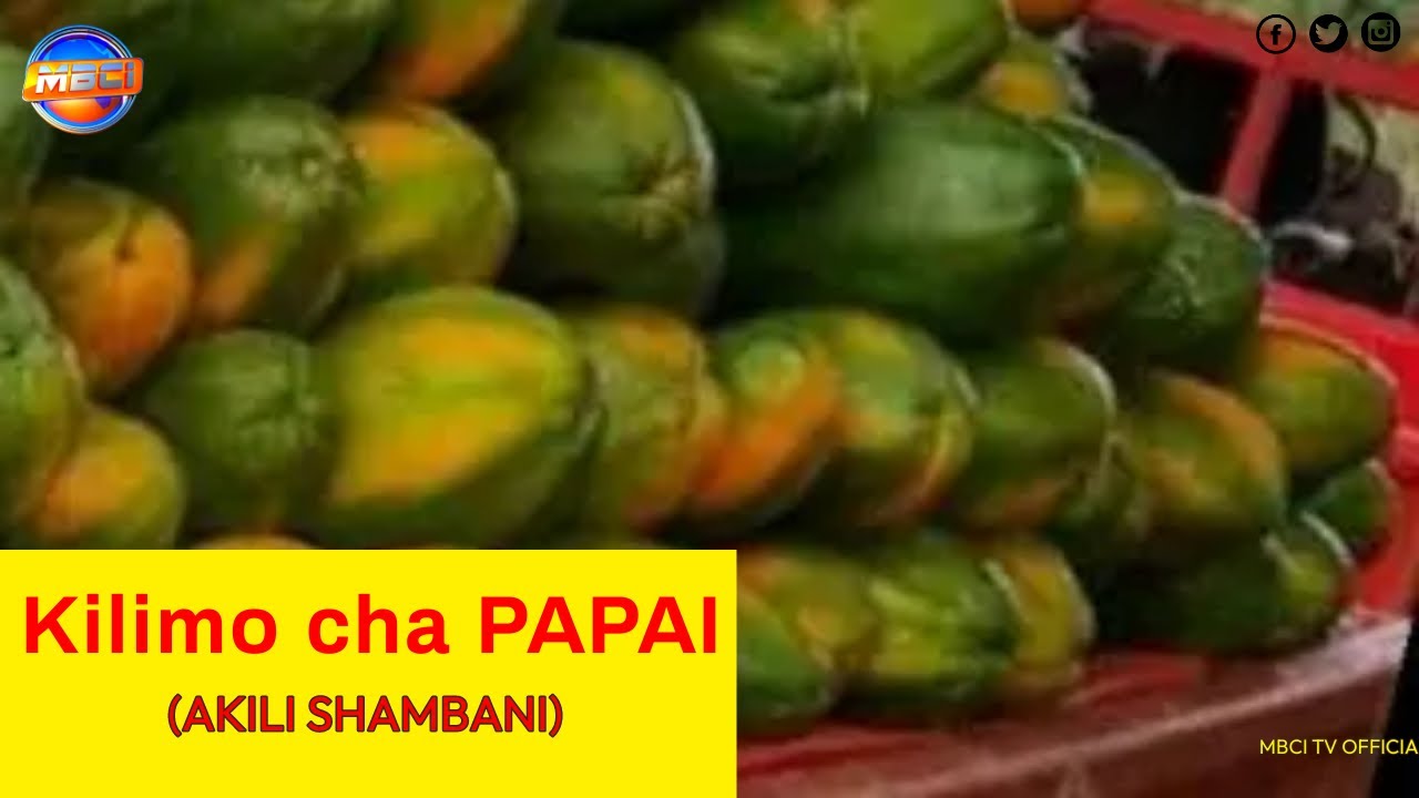 Фермерство папайи — СУХАЯ ЗЕМЛЯ — УКАМБАНИ, КЕНИЯ. (Выращивание папайи) || АКИЛИ ШАМБАНИ