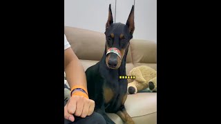 Annie: I won't talk to you before the lawyer comes. #Doberman #Dumb dog's daily life