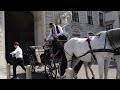 Vienna, Austria. Wedding, horses.