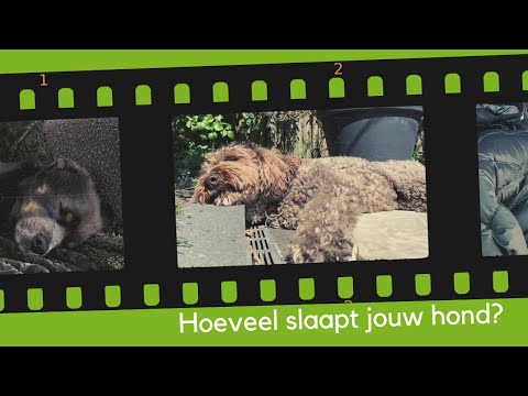 Video: Mijn hond kauwt op plinten