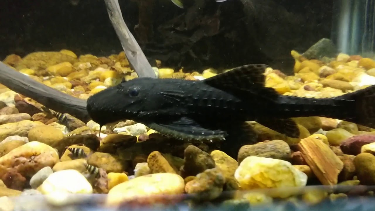 Acanthicus adonis 24-06-2018