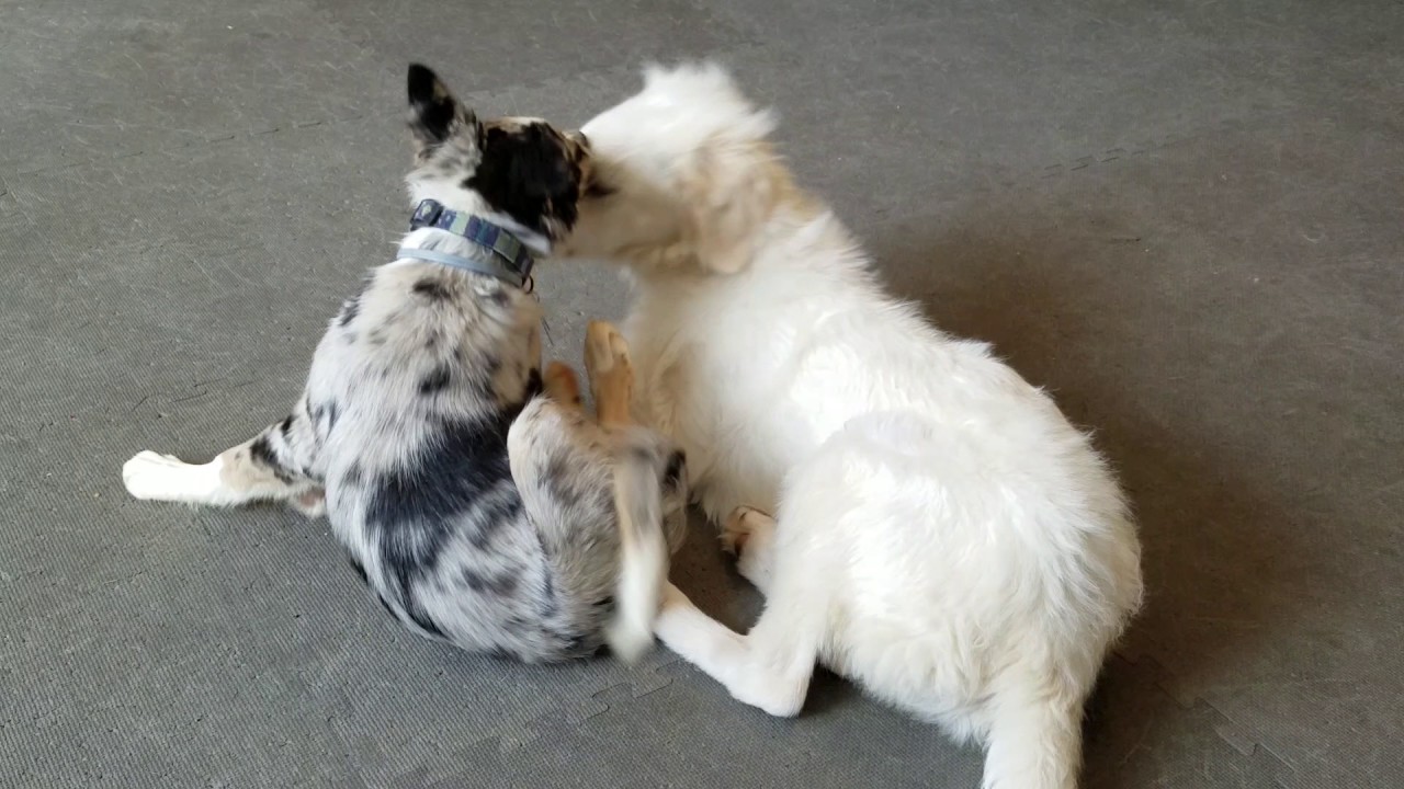 Bite Inhibition Puppy Play YouTube Bite Inhibition Puppy Play YouTube