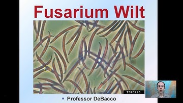 Fusarium Wilt