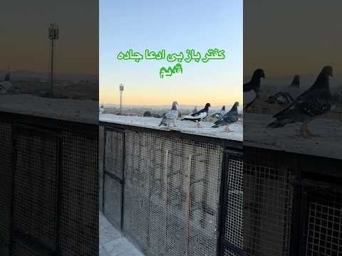 بوم داش علی یکی از پرچمدارهای جاده قدیم مشهد شورت کبوتر بلندپرواز 