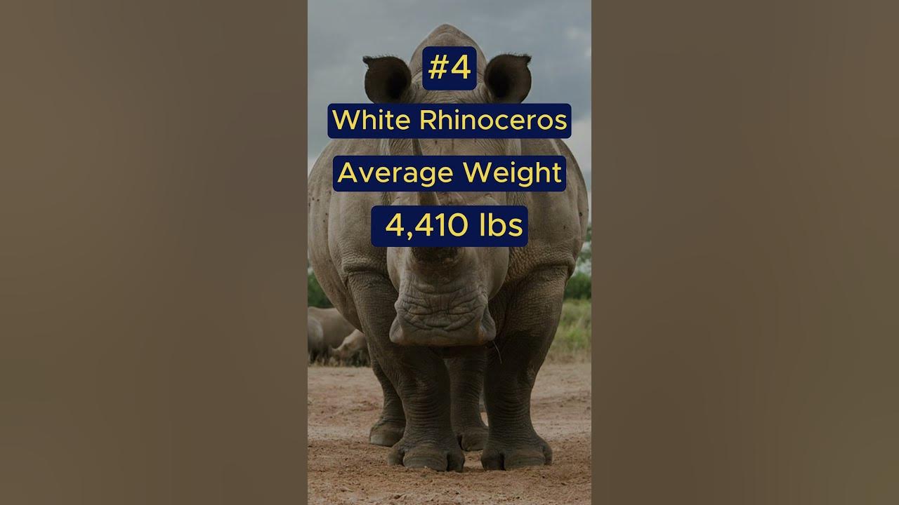 Top 5 Heaviest Land Animals In The World YouTube top-5-heaviest-land-animals-in-the-world-youtube