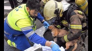 Los bomberos y sanitarios salvan la vida a un perro que se asfixiaba en un incendio en Barakaldo.