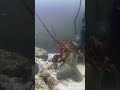 伊勢海老とカニの餌の取り合い #アクアリウム #伊勢海老 #海水魚 #飼育