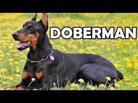 Wideo: Doberman Pinscher Rasa Hipoalergiczna, Zdrowie I Długość życia