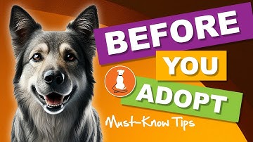 Adopting a Rescue Dog: Quick Guide to Finding Your Perfect Pup