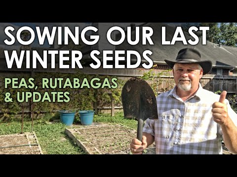 Vídeo: Propriedades úteis De Rutabagas