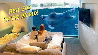 We slept with a WALRUS! || Pairi Daiza Zoo || Belgium