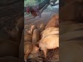ఆంధ్రప్రదేశ్ పందులు #minivlogshorts #pig #trendingshorts #farming #pigfeed