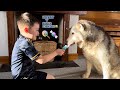 Husky Eats Sour Candy For The First Time!😂. [BEST REACTION!!]