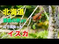 イスカ!山で出会えた赤い鳥