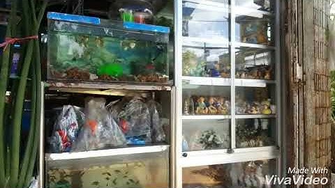 CÁ CẢNH GÒ CÔNG NHẬT TOÀN đầy đủ các loại cá, linh kiện, trang trí