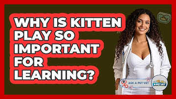 Why Is Kitten Play So Important For Learning? - Ask A Pet Vet