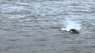Dolphins in Alaska