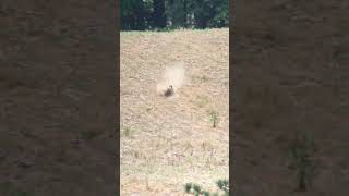 #7mmremmag #7mm vs #groundhog #hunting #ohio #NCOVE 476 yards #longrunning angehunting