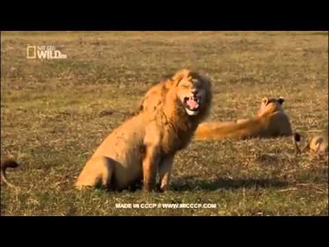 Video: Kaip Užkariauti žmogų Liūtą