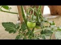 5 Powerful Tips For Growing More Tomatoes in Containers (Hindi) / Tomato Plant - Vegetable Gardening