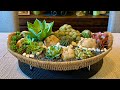Repurposed Wicker Basket Cacti and Succulent Arrangement