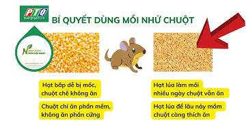 Chuột thích ăn lúa hay ăn bắp? | Nông dân hội nhập | PTQ