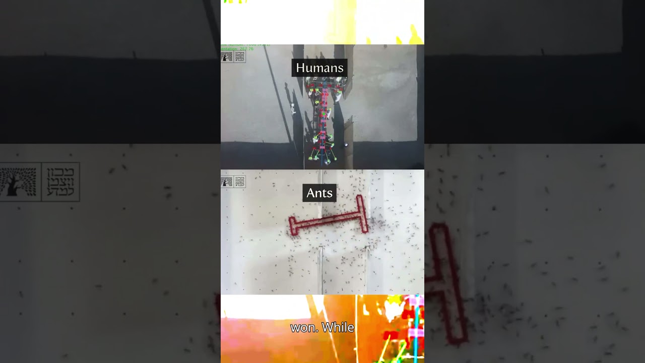 Humans Vs. Ants_ The Maze  