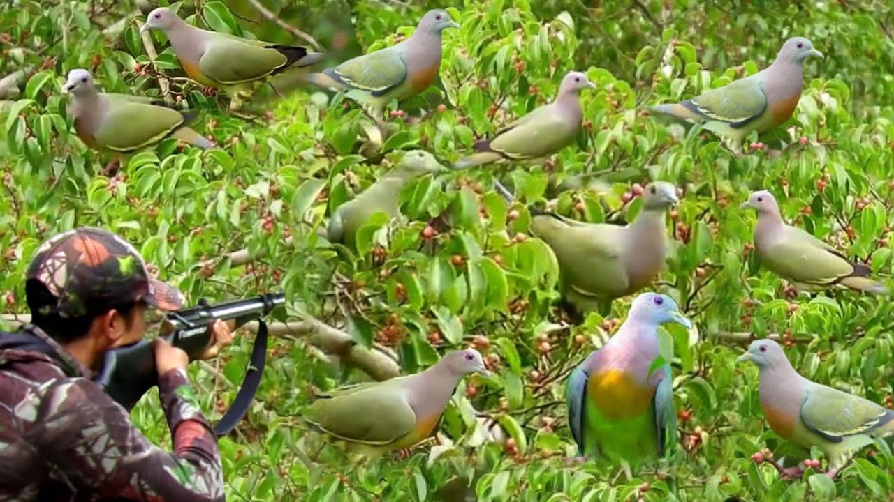 BERBURU‼️RIBUAN PUNAI TIDUR DI SPOT BUAH KAYU BERINGIN