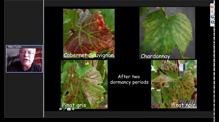 Etiology of red blotch - Marc Fuchs