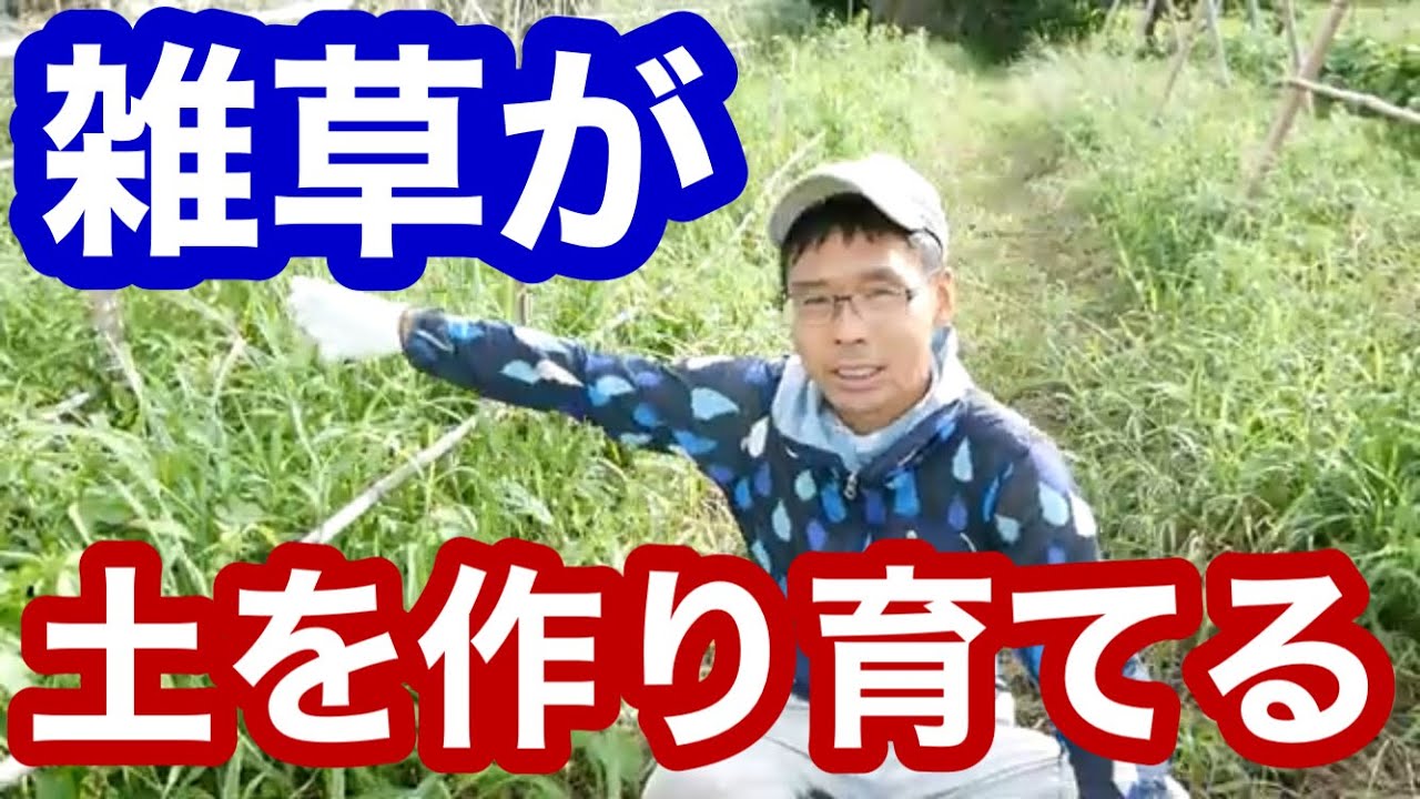 雑草による土作りと野菜の色と味の話【自然農の畑】2020年9月26日