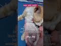 KADO DARI LANGIT 🎁😻 #catvideos #cat #kucinglucu #kucingimut #cute #imut