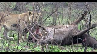 Lion eating Buffalo