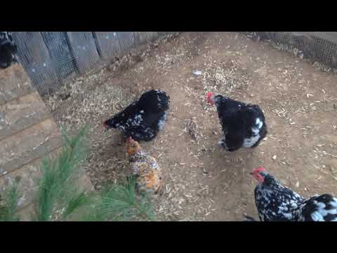 Bantam Chickens Tumblr
