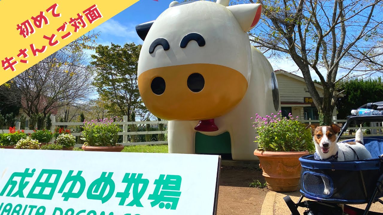 初めてお牛さんと対面 成田ゆめ牧場の半日観光 ドッグランに牧場牛乳 ジャックラッセルテリアのマシュー君 Youtube 初めてお牛さんと対面 成田ゆめ牧場の半日観光 ドッグランに牧場牛乳 ジャックラッセルテリアのマシュー君 Youtube