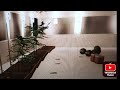 Ranch Simulator Ep 25     Termin constructia serei si am prima recolta