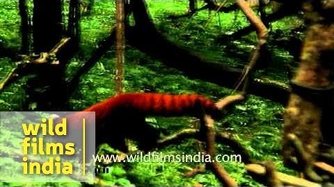 Red panda climbing a tree